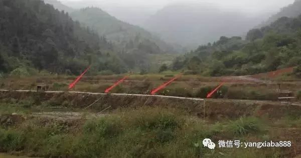 致富经虾_致富虾真的_炒虾尾的虾是什么虾