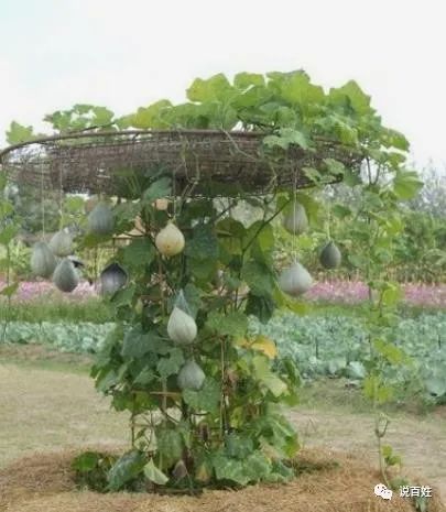 致富经：瓜蒌的种植技术