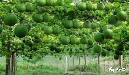 致富种植糖料蔗文案怎么写_致富种植业_致富经种植