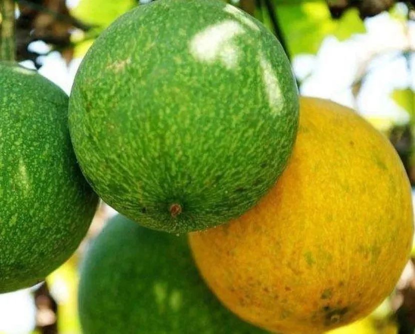 致富种植业_致富经种植_致富种植糖料蔗文案怎么写