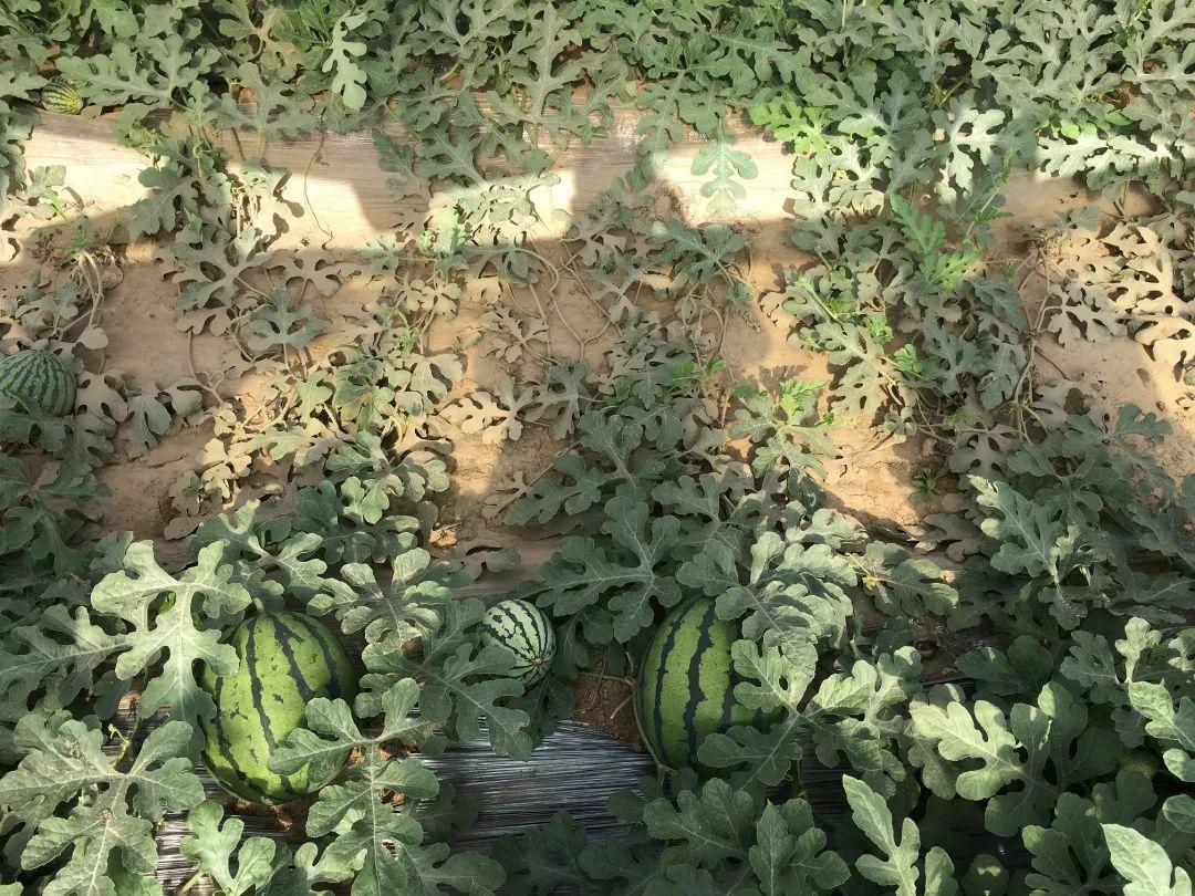 致富种植糖料蔗文案怎么写_种植致富经_致富种植创业项目