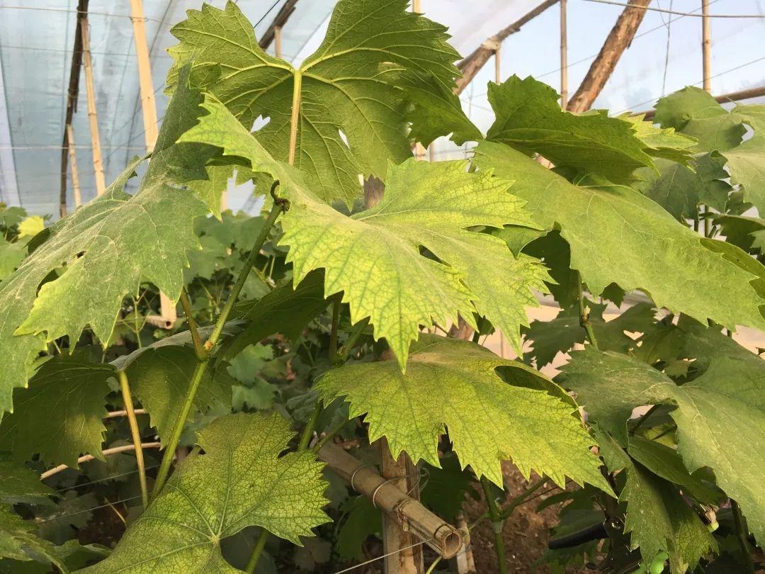 致富种植创业项目_种植致富经_致富种植糖料蔗文案怎么写