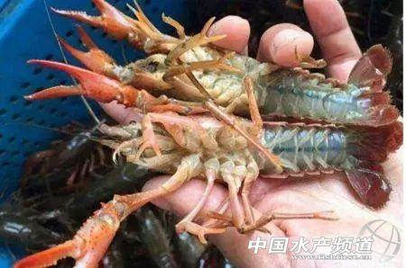 致富经龙虾养殖视频全集_致富经小龙虾_致富经小龙虾养殖视频播放