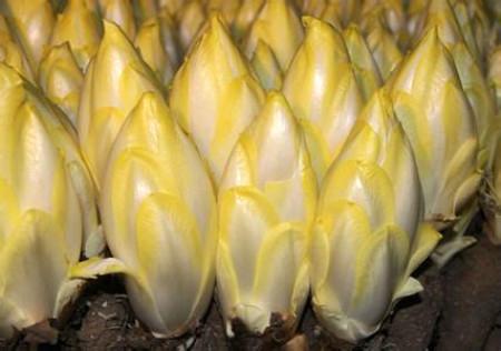 农村种植洋白菜——金玉兰，每斤能卖5块钱！