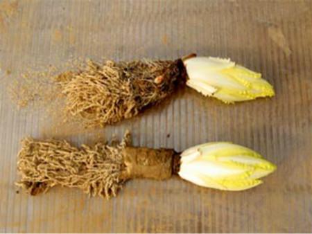 农村种植洋白菜——金玉兰，每斤能卖5块钱！