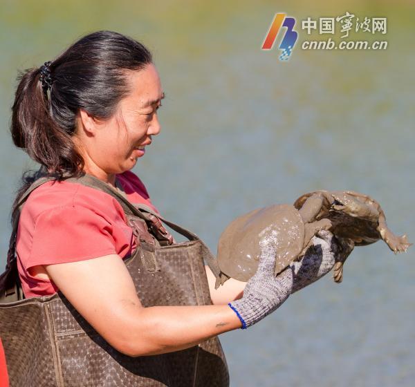 致富经甲鱼_致富经甲鱼养殖技术视频_致富甲鱼养殖技术
