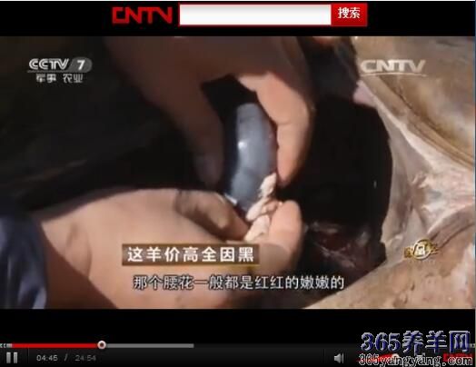养羊致富经