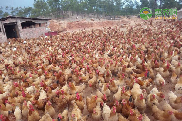 养殖致富经_致富养殖场_致富养殖蝎子