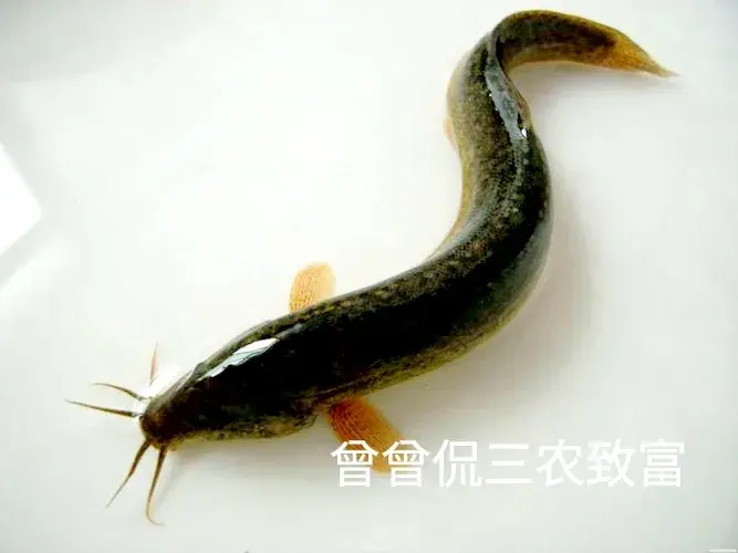 致富养殖泥鳅图片_致富经泥鳅养殖_致富养殖泥鳅怎么样
