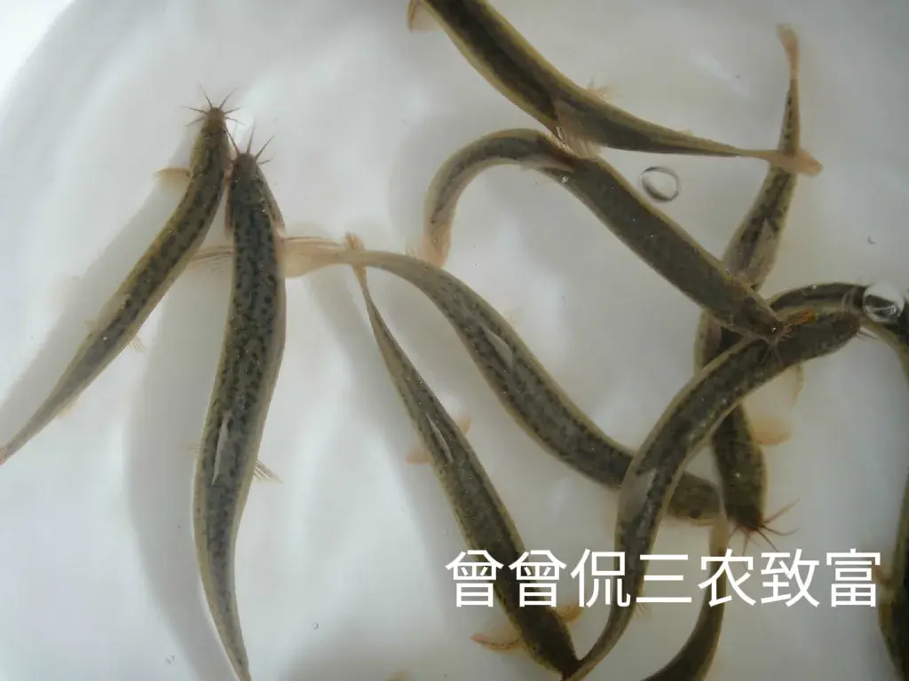 致富养殖泥鳅图片_致富经泥鳅养殖_致富养殖泥鳅怎么样