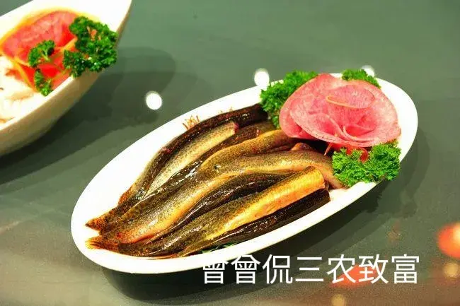 致富经泥鳅养殖_致富养殖泥鳅怎么样_致富养殖泥鳅图片