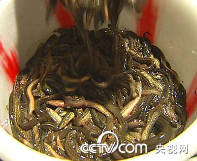 放弃高薪养泥鳅 三年内赚千万 泥鳅 农业致富经 CCTV7致富经 农业 