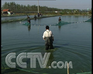 放弃高薪养泥鳅 三年内赚千万 泥鳅 农业致富经 CCTV7致富经 农业 
