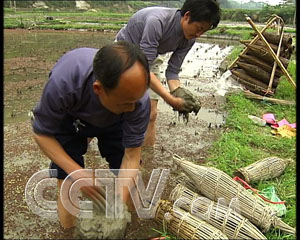 放弃高薪养泥鳅 三年内赚千万 泥鳅 农业致富经 CCTV7致富经 农业 