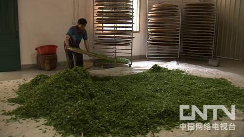 致富三农养牛视频_三农致富经_致富三农种植