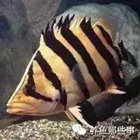 淘宝开店心得和经验_心得怎么用_买鱼经验心得
