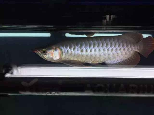 心得怎么用_淘宝开店心得和经验_买鱼经验心得