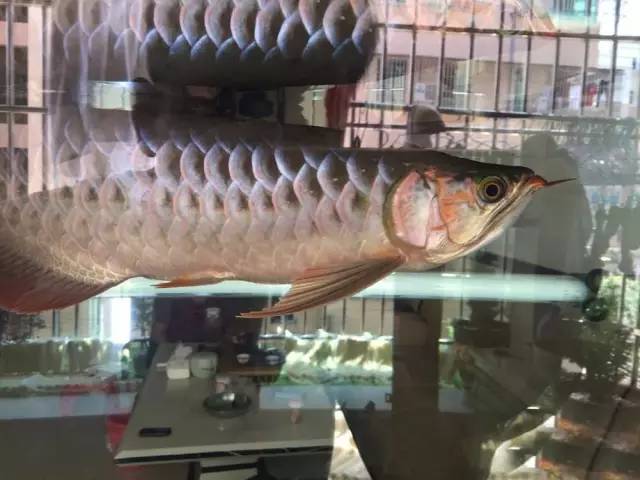 淘宝开店心得和经验_买鱼经验心得_心得怎么用