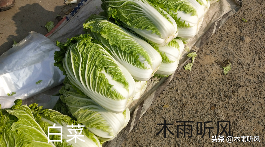 致富养殖泥鳅赚钱吗_致富经泥鳅养殖_养殖泥鳅挣钱吗