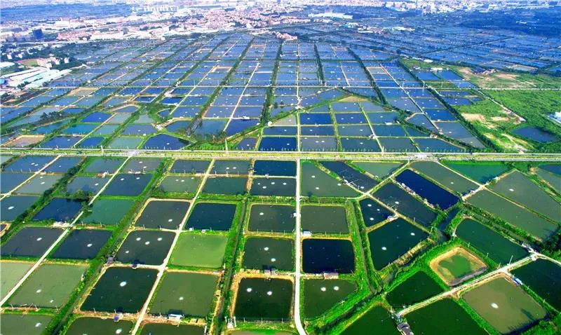 养鱼致富经_致富经养鱼视频大全集_致富经养鱼一年多赚1000万