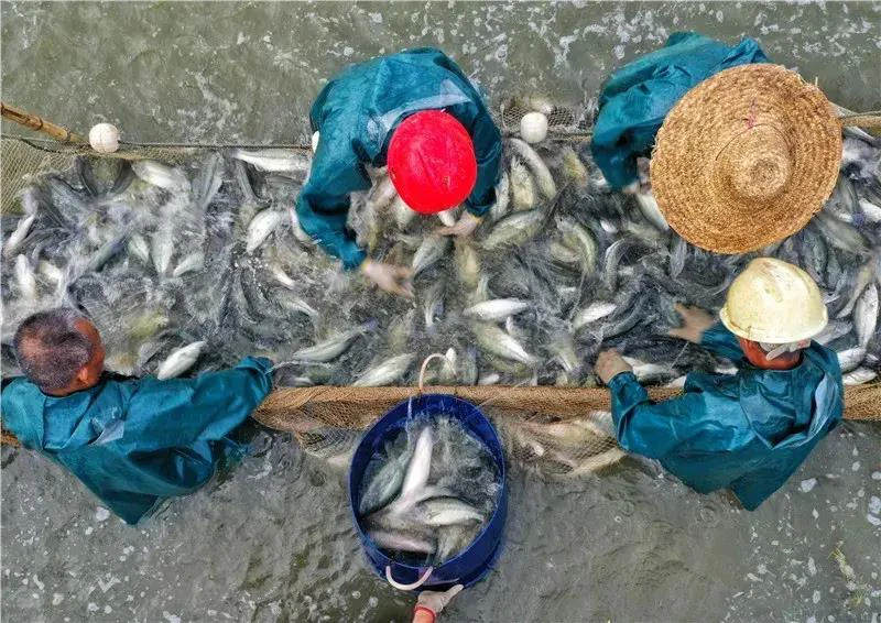 致富经养鱼视频大全集_养鱼致富经_致富经养鱼一年多赚1000万