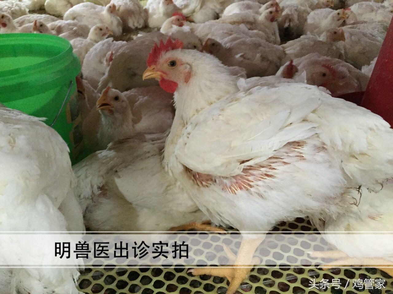 养鸡致富经：鸡粪变成宝，喂猪刚刚好