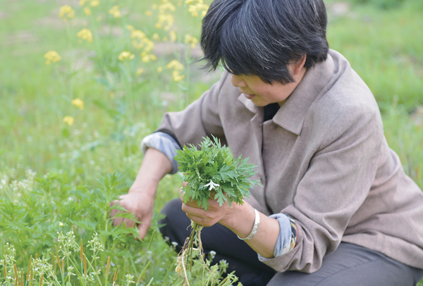 艾草种植利润分析：口碑好利润高