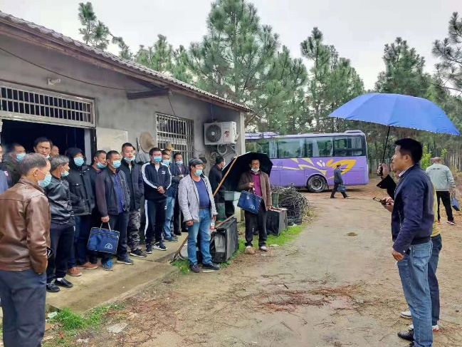 致富黄金果_致富经黄_致富黄金叶