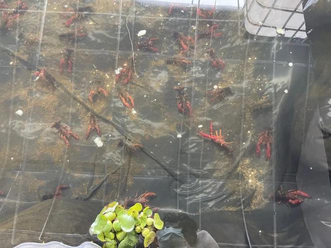 致富经小龙虾养殖_致富龙虾养殖小视频大全_致富经养殖小龙虾