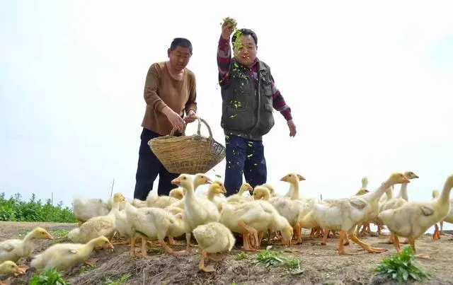 致富经养鹅_养殖鹅致富经_养鹅能致富吗