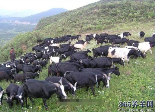 美姑黑山羊