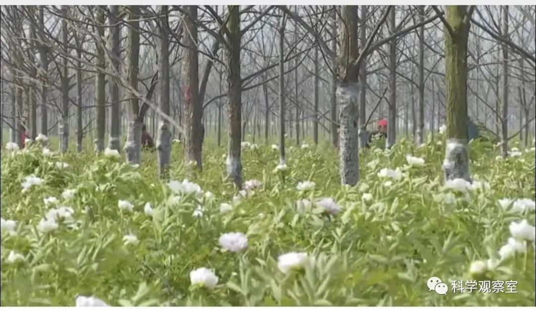 薄壳山核桃产业助力乡村振兴