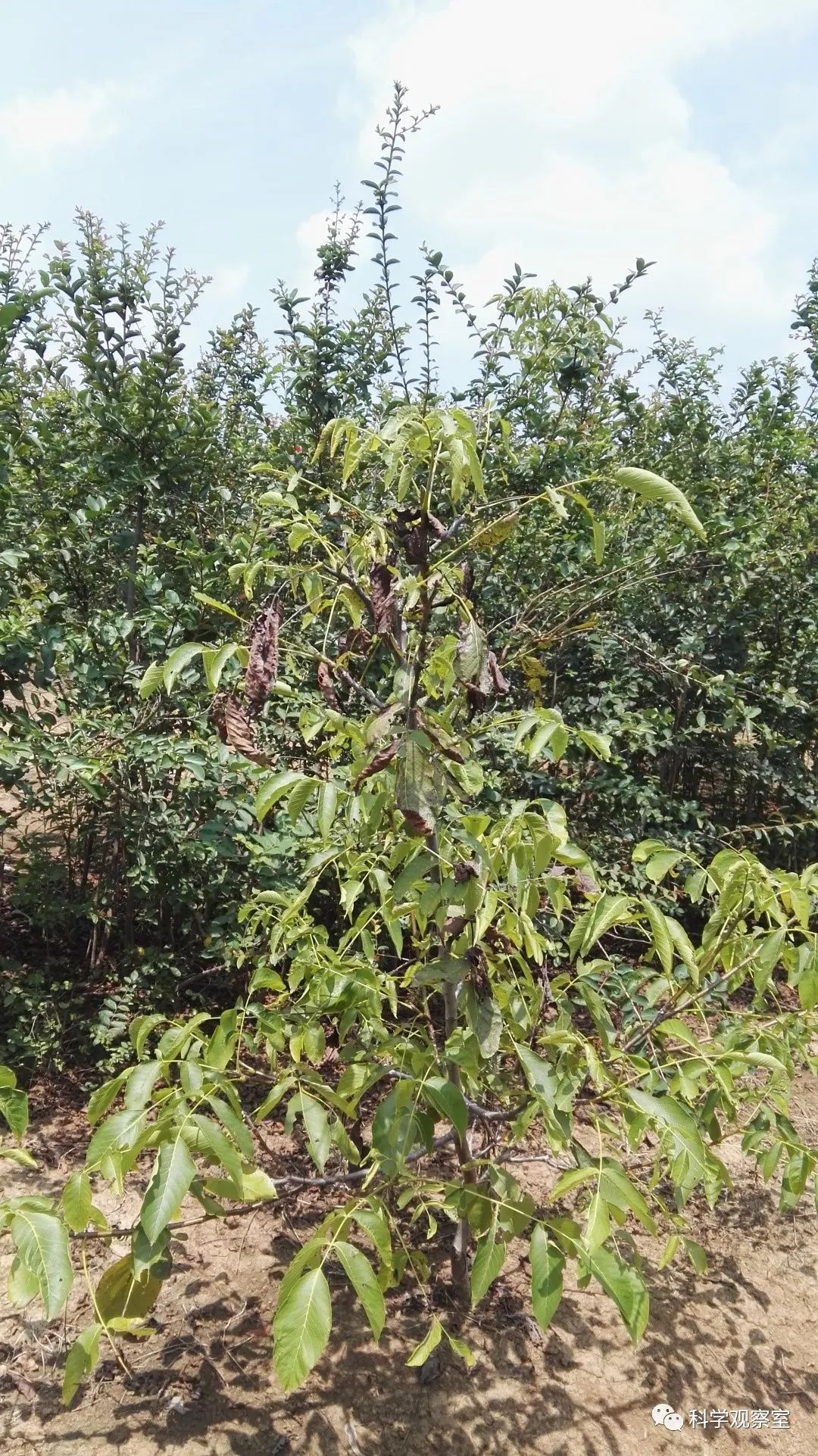 借鉴优质村庄规划经验材料_优秀村庄规划案例_村庄借鉴优质规划经验材料