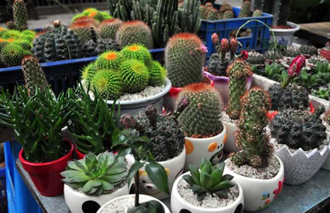DIY植物宠物店