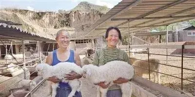致富经羊_穷人如何致富秘诀穷人致富_羊啊羊那么多的羊