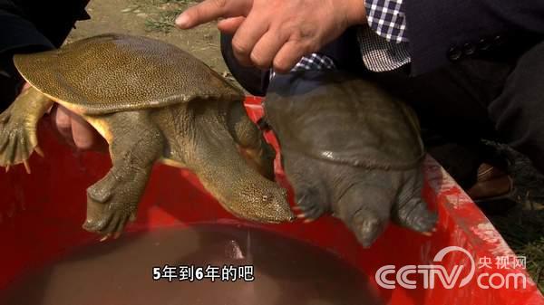 致富经甲鱼养殖技术视频_致富经养甲鱼_养甲鱼赚钱