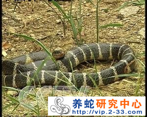 中国养蛇网