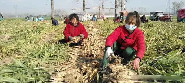 致富种植视频全集_致富种植业_种植致富经