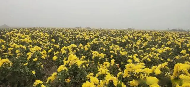 致富种植视频全集_种植致富经_致富种植业