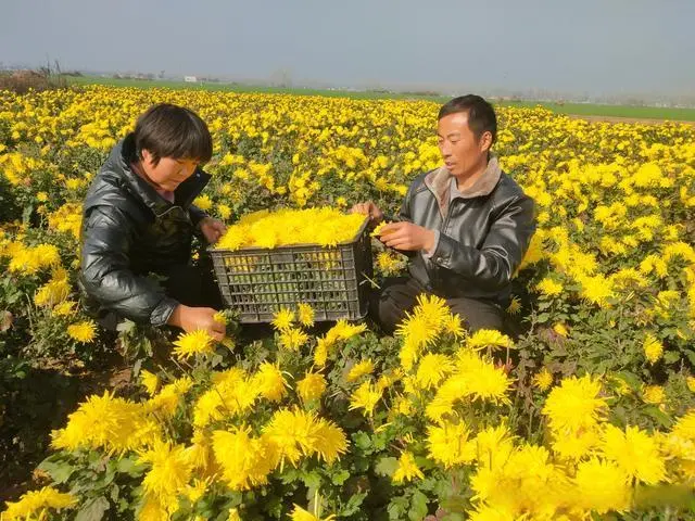 种植致富经_致富种植视频全集_致富种植业