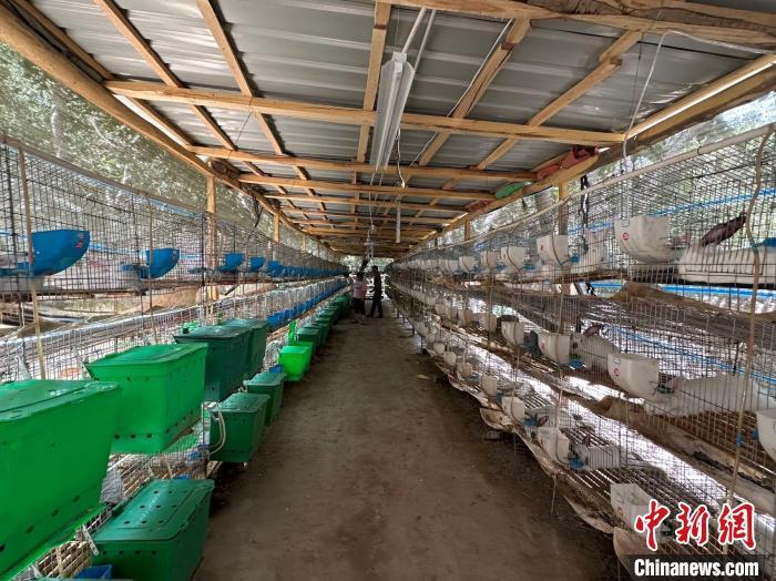 致富养兔子_致富经养兔_致富经兔子养殖