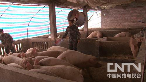 致富三农种植_三农致富经_致富三农视频养鱼