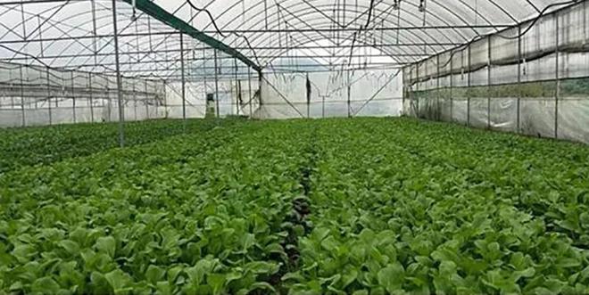 致富经鹅_鹅致富养殖_养鸭/鹅致富新技术