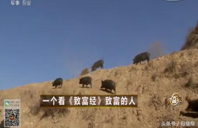 窑洞养“飞猪”年销700万？他的致富秘诀全在这了，你想学吗？