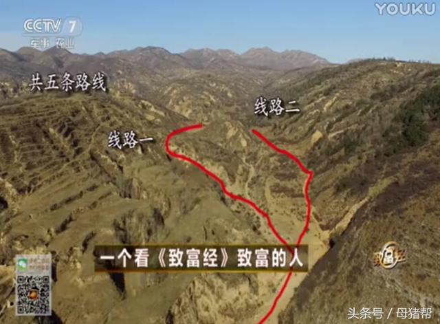 窑洞养“飞猪”年销700万？他的致富秘诀全在这了，你想学吗？