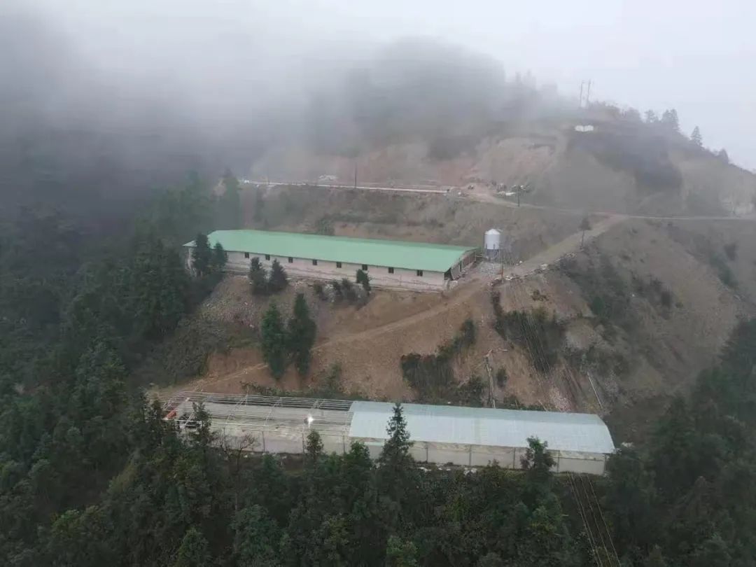 致富经养猪_致富养猪场_致富养猪场下载