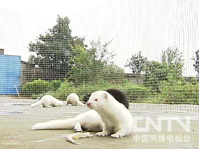 致富经养鱼视频大全集_致富经养鱼_致富经养鱼一年多赚1000万