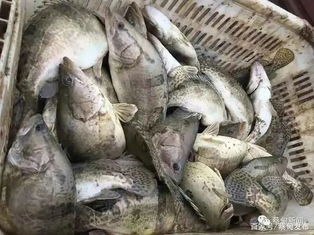 致富养殖项目_致富养殖好项目大全_养殖致富经