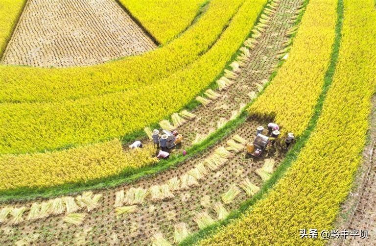 培育优质新品种 推广高产新技术贵州水稻高产攻关捷报频传