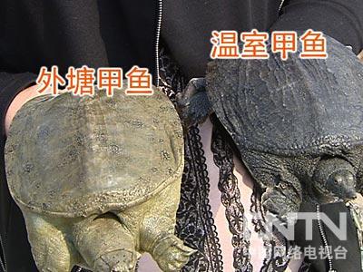 致富经养甲鱼_养殖甲鱼富豪_致富经甲鱼养殖技术视频